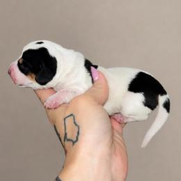 Archie - Piebald male Dachshund puppy in Madison, Wisconsin from SK Miniature   Dachshunds