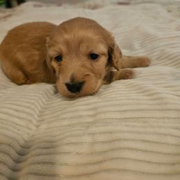 Boy 3 - Red male Dachshund puppy in Lebanon, Oregon from Willow Moons Dachshunds