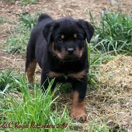 Rottweiler Puppies from C&C Royal Rottweilers