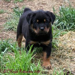 Rottweiler Puppies from C&C Royal Rottweilers