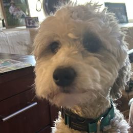 Merley - Sheepadoodle