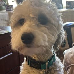 Merley - Sheepadoodle