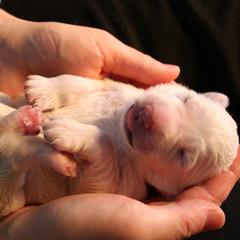 Berger Blanc Suisse Puppies from Victorious White Shepherds