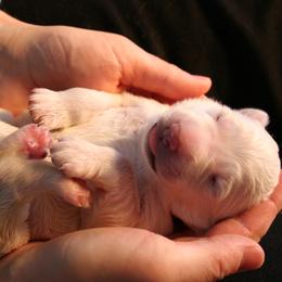Berger Blanc Suisse Puppies from Victorious White Shepherds