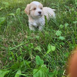 Kona - Cream male Havanese puppy in Salesville, Ohio from RiverLynn