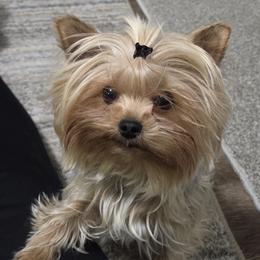 Yorkshire Terriers from Bridget Dykema