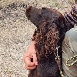 Boykin Spaniels and English Springer Spaniels from Ciblo Creek Spaniels