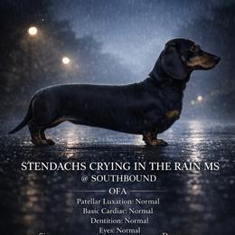 Everly - Dachshund