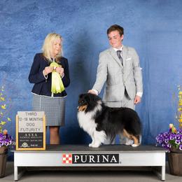 Ruffian - Black white and tan male Shetland Sheepdog puppy in Wiggins, Colorado from Enlia Shelties