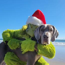 Great Dane Puppies from Sand Mountain Danes LLC