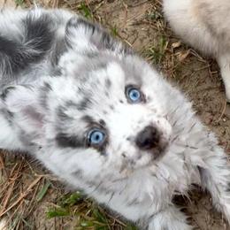 Galaxy - Merle female Pomsky puppy in Spring Hill, Florida from PDQ Pomskies