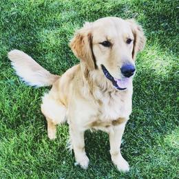 Golden Retrievers from Ivy’s Goldens