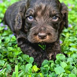 Hershey ( Choco Phantom) - Brown and tan male Cockapoo puppy in Dayton, Ohio from BATDOGSNDOODLES