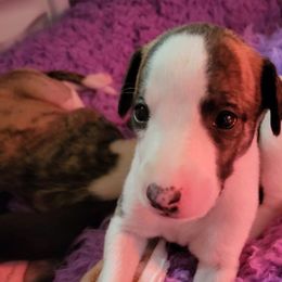 Cheyenne (10) - White and red brindle Whippet puppy in Katy, Texas from Texas Diamond Whippets