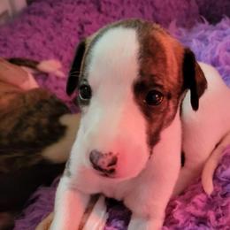 Cheyenne (10) - White and red brindle Whippet puppy in Katy, Texas from Texas Diamond Whippets