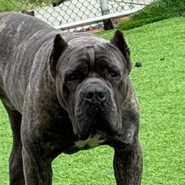 Cane Corso from Mostro Legacy Kennel