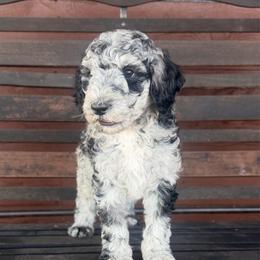 Cache (Sawyer) - Merle male Goldendoodle puppy in Millville, California from Hope Lane Kennels