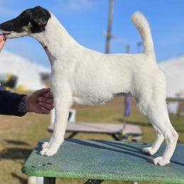 Katniss - White and black female Smooth Fox Terrier puppy in Lake City, Florida from Providence Kennels