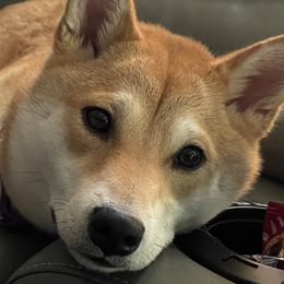 Shiba Inu from Hana Shibas