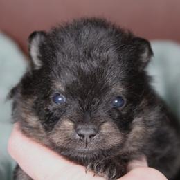 AKC Kaiser - Black and tan male Pomeranian puppy in Albany, Indiana from Hatz Off Puppies