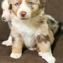 Oakley - Red merle female Australian Shepherd puppy in Lynnville, Indiana from Moonlightaussies
