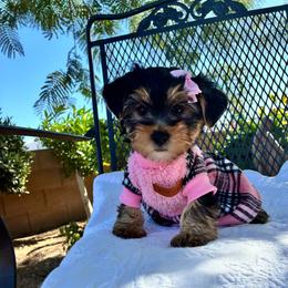 Amelia - Blue and gold female Yorkshire Terrier puppy in Yuma, Arizona from Yuma Yorkie