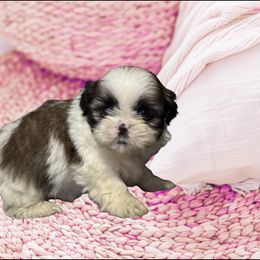 Bella - Tricolor female Shih Tzu puppy in Tuscola, Illinois from Dream on puppies