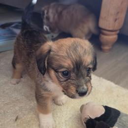 Nugget - female Corgipoo puppy in Ellensburg, Washington from Dawn to Dusk Cockapoos
