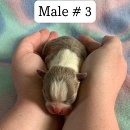 Boston Terrier Puppies from Heather's Boston Babies