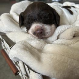 Boy 1 - Liver and white male English Cocker Spaniel puppy in Martinez, Georgia from River Trail Kennels