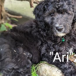 "Ari"zona - Goldendoodle puppy in Michigan from Happy Chaos Farm