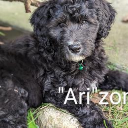"Ari"zona - Goldendoodle puppy in Michigan from Happy Chaos Farm