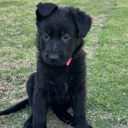 Luna - Black female German Shepherd puppy in Pelzer, South Carolina from Lisa's Canines
