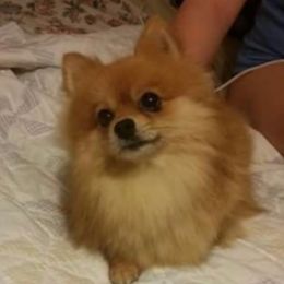 Lucy - Pomeranian