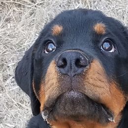 Rottweiler Puppies from Highland Rottweilers