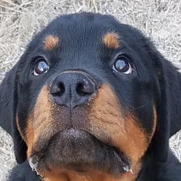 Rottweiler Puppies from Highland Rottweilers