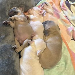 French Bulldog Puppies from 731 Frenchies