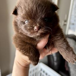 Pomeranian and Shih Tzu Puppies from Laik’s Little Shihtz & Poms