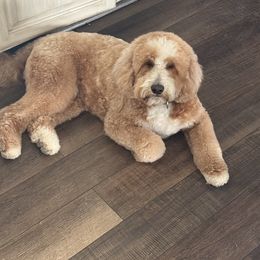 Bailey - Goldendoodle