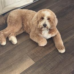 Bailey - Goldendoodle