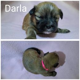 Darla - Red gold female Lhasa Apso puppy in Cincinnati, Ohio from Shangri-La Lhasa Apsos