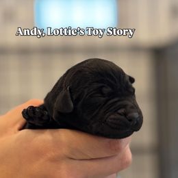 Andy - Black male Labrador Retriever puppy in Owosso, Michigan from Bennington Retrievers