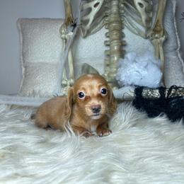 Cullen - Red male Dachshund puppy in Washburn, Tennessee from Clinch Mountain Dachshunds