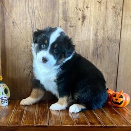 Miniature American Shepherds from Rose Creek Mini Aussies and Doodles