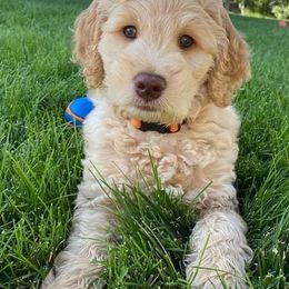 Goldendoodles from Sweetheart Goldendoodles