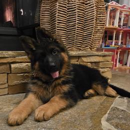Vega Lux Aeterna Elite Von Haus - Black and red female German Shepherd puppy in Grants Pass, Oregon from Elite Von Haus German Shepherds