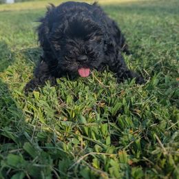 Midknight - Black & white male Maltipoo puppy in Boston, Kentucky from MountCarmelPuppies