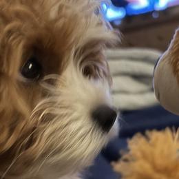 Bernedoodles, Cavapoos, and Goldendoodles from Zink Doodles