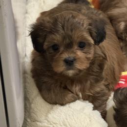 Girl 2 - Liver and white female Shihpoo puppy in Cedar Springs, Michigan from Pridespoodles