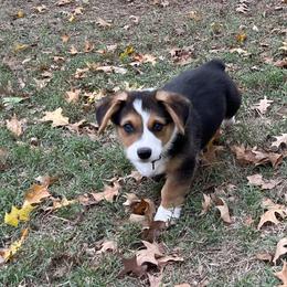 TRAPPER - AKC - Black and tan male Pembroke Welsh Corgi puppy in Millsap, Texas from BJ's Blessings